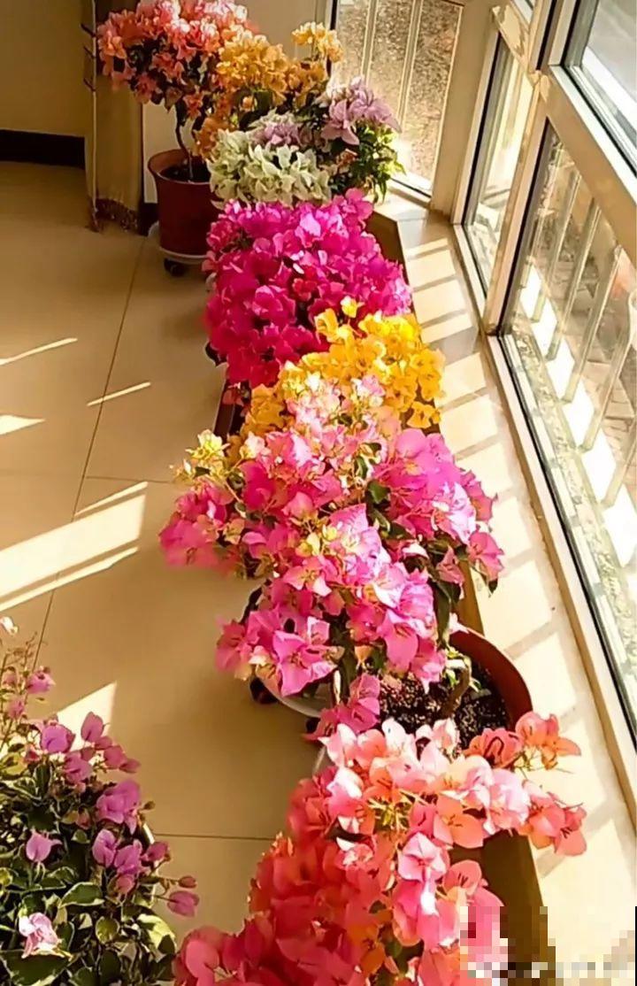 11月逛花市，这10种花还是别买了，养不活浪费钱！
