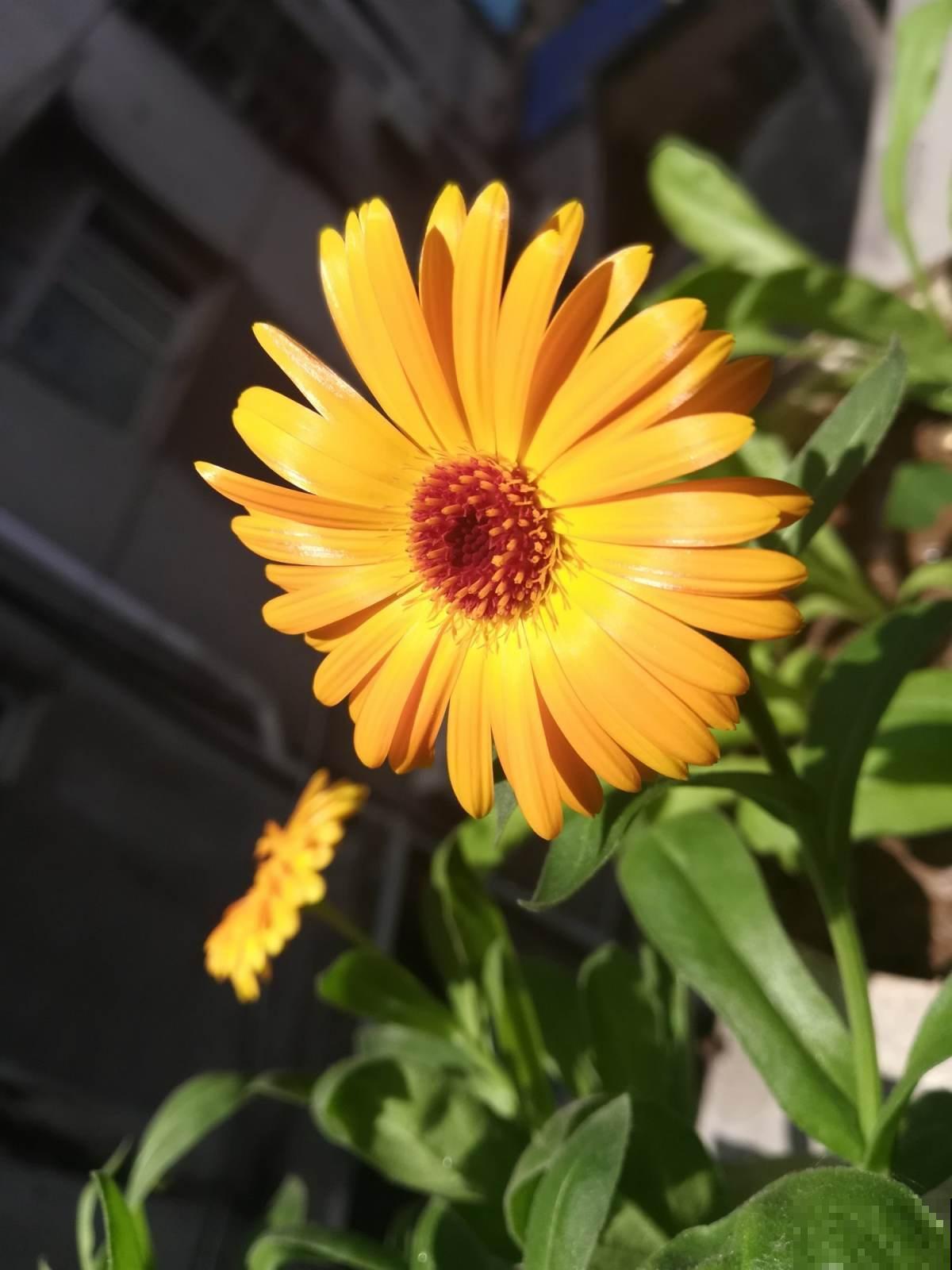 赶快移栽一盆金盏花，过几天就能赏花，秋天就养它