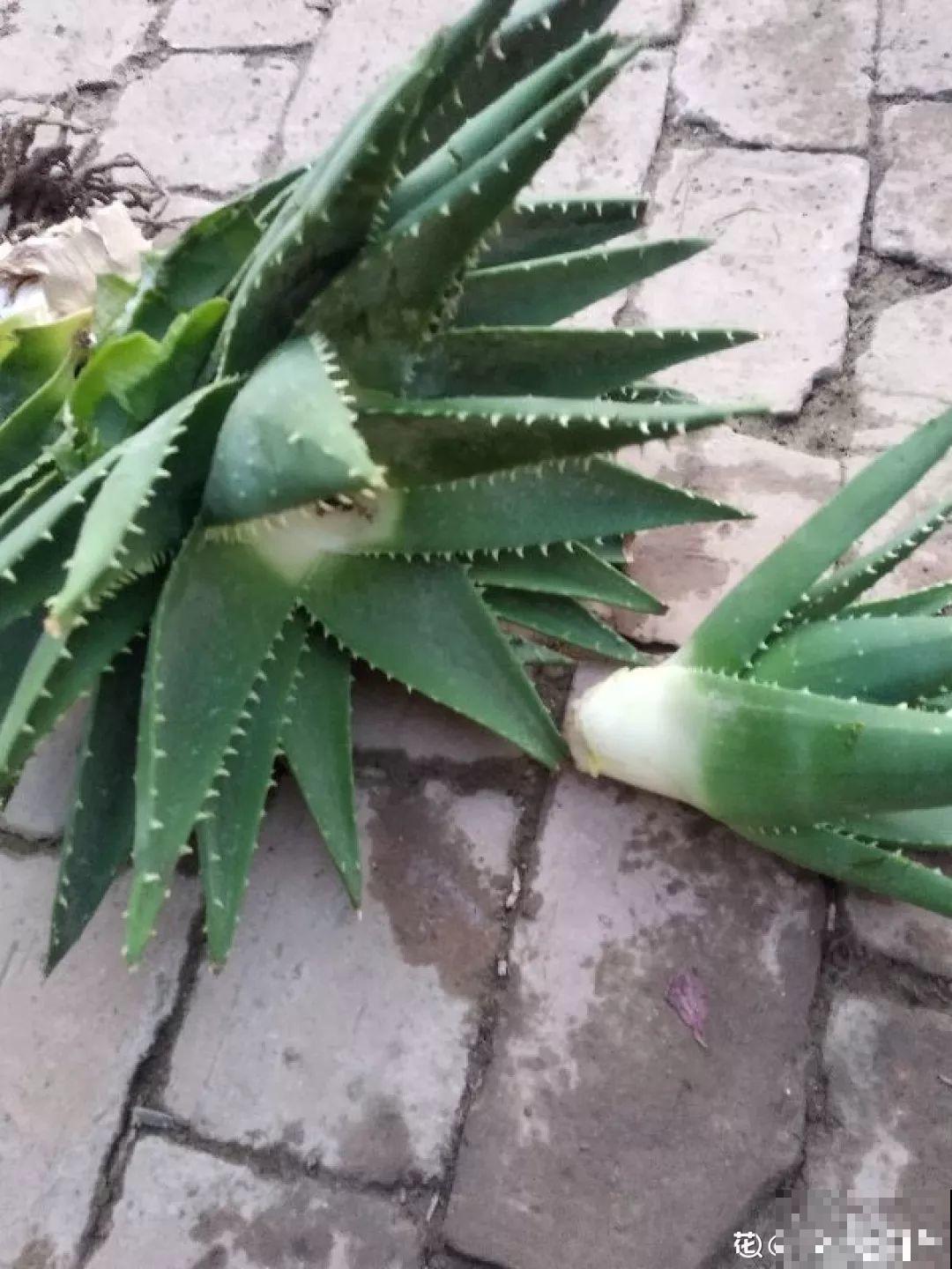 垃圾桶里捡到这3种花，剪一剪叶子就活，再也不用买花了！