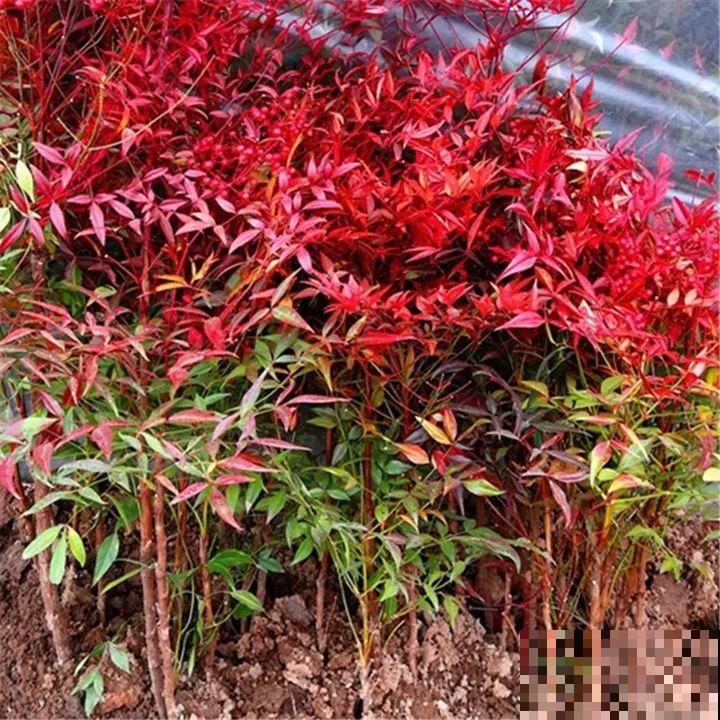 这花养在家里暖洋洋的，不怕冷不怕热，超省心！