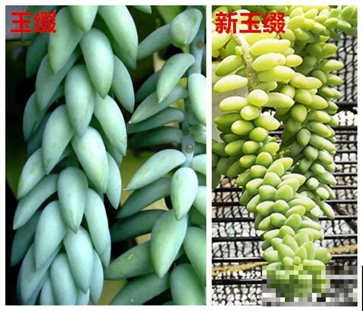 这花一定要慎养，到家就疯长，半年就想扔了！