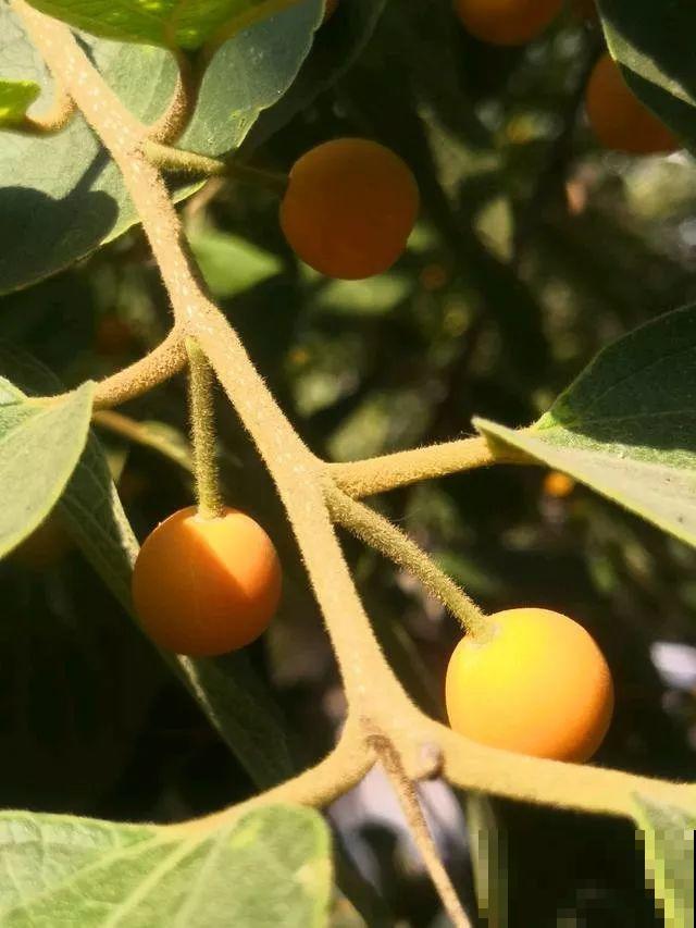 秋天是什么样子呢？只有看过，才能懂它的美！