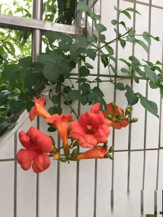 这几种花，阳光不够千万不要养，早晚会养死
