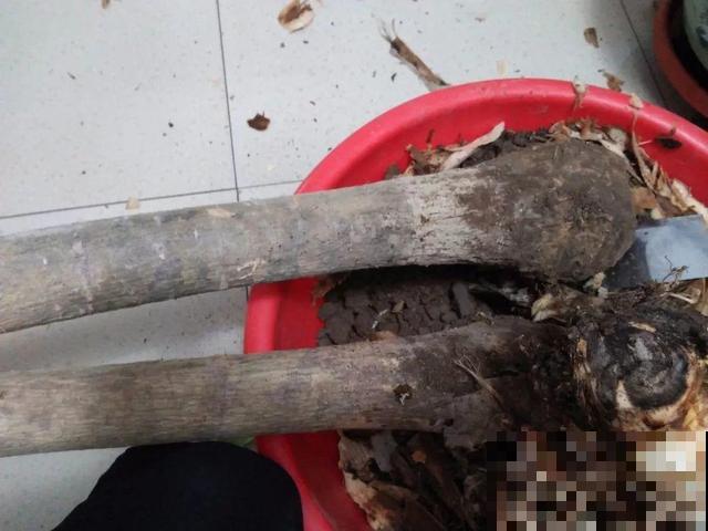 8种花秋冬要穷养，水一多就烂根，再不救只剩空盆！