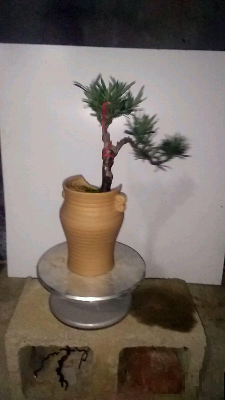 这罗汉松一修剪就出形，不开花都很美，仔细闻还有香味！