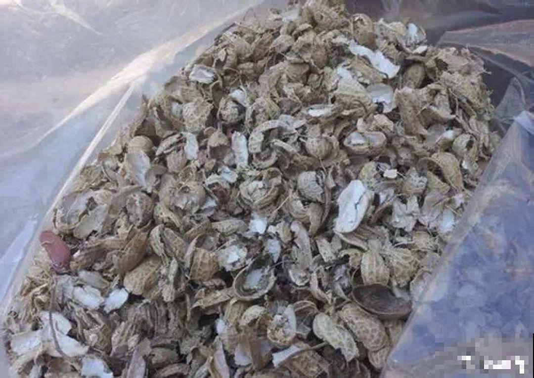 君子兰一分株，长得越发旺盛，再养两年成大户了！