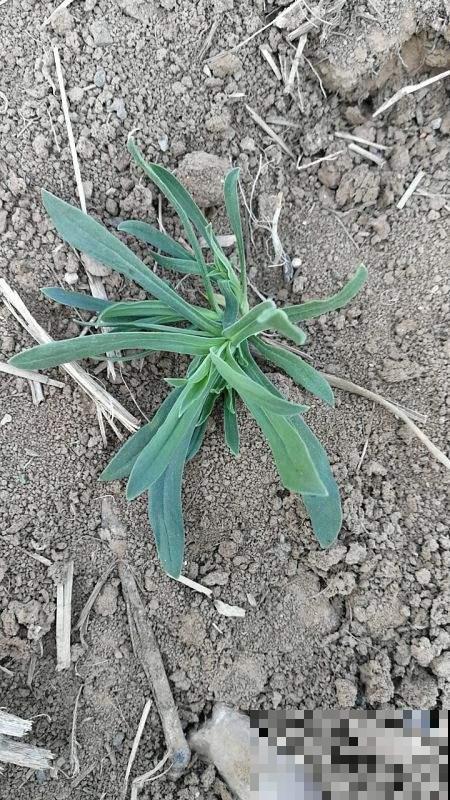 冬天能挖野菜？这种面条菜冬天生长春天吃，现在挖回家正是时候