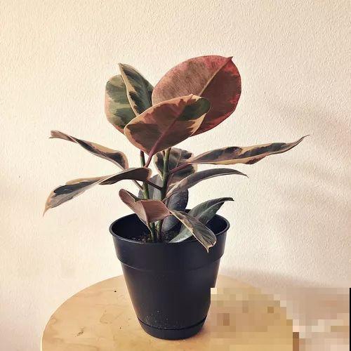 她的家里摆满了花，非但不乱还美得像花园，朋友来了不想走！