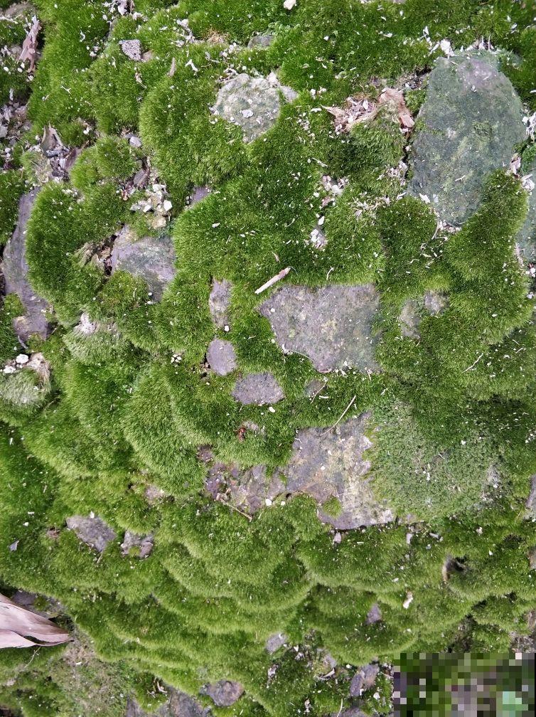 难怪农民伯伯喜欢在家种苔藓植物，提供氧气不说，还能净化空气