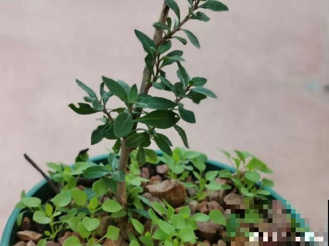超市买一把枸杞，种盆里变盆栽，10天冒芽，明年就能有果子摘！