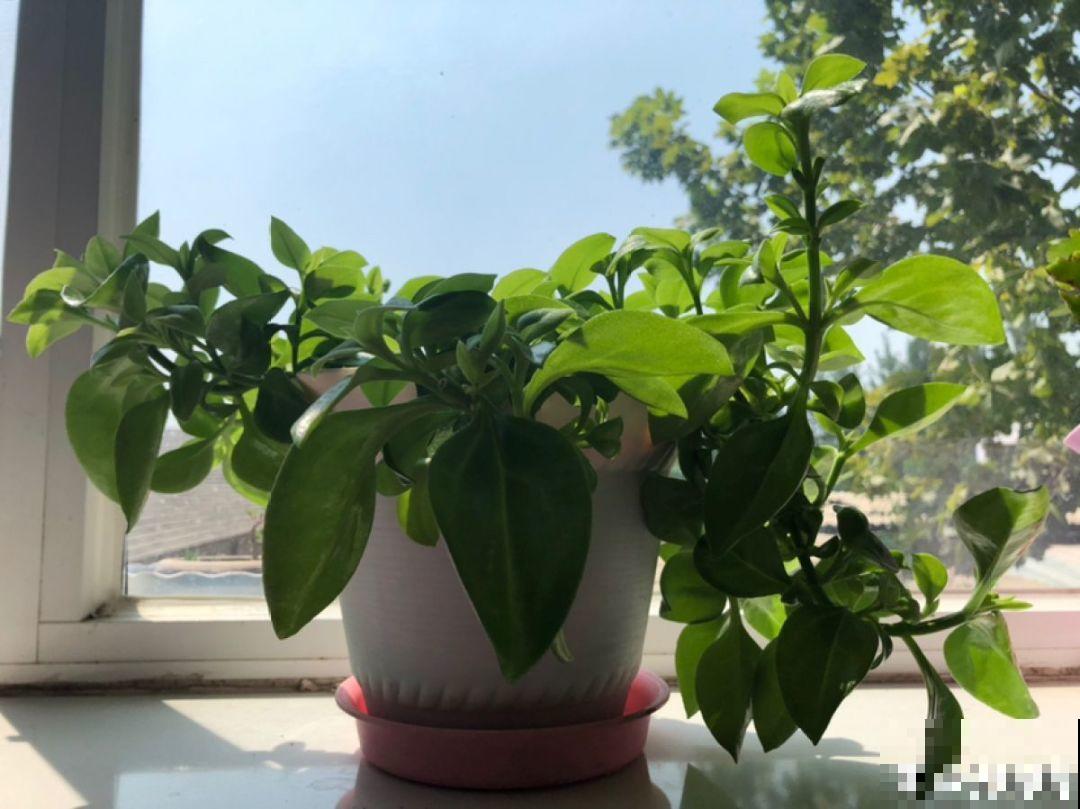 牡丹吊兰这么养，半月就能长爆盆，年年开花不断！