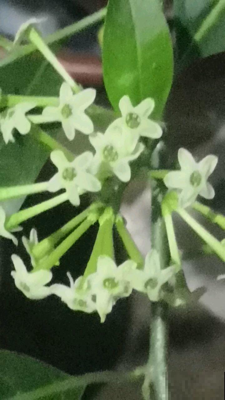 这花一到晚上就很香，闻多了会有害，千万要注意！