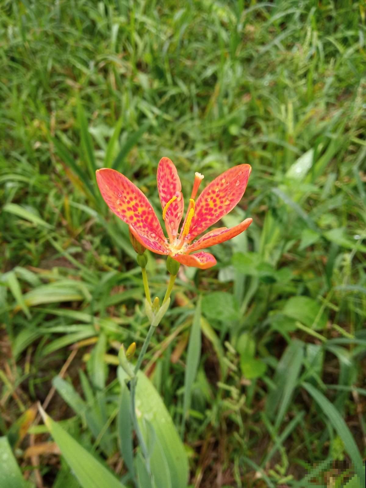 这野草根珍贵堪比金价，有缘人才能在野外碰见，近几年越来越少了