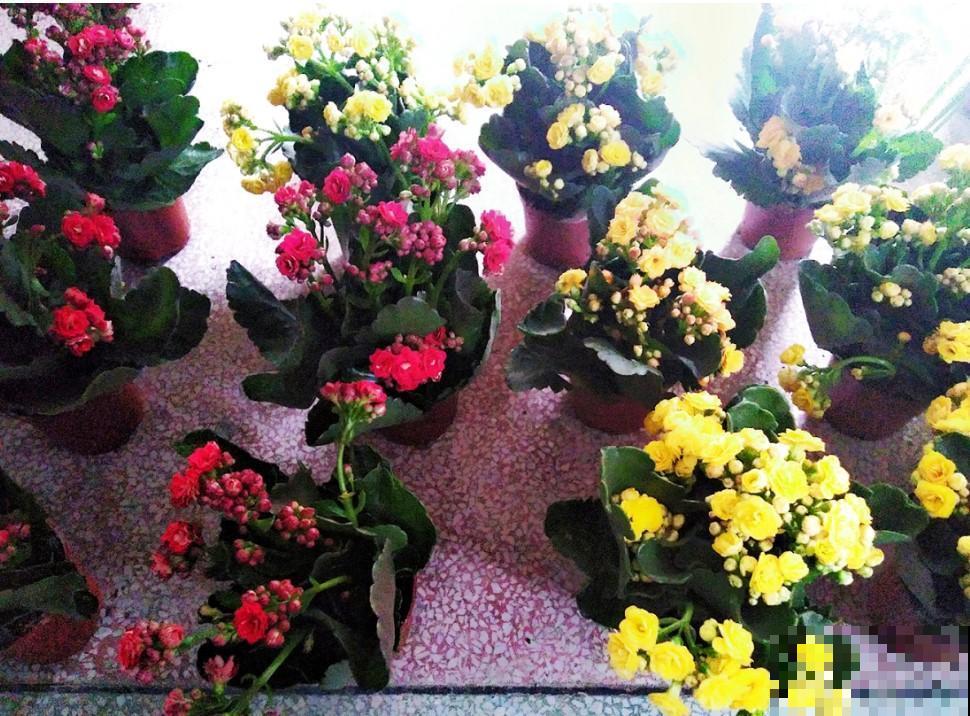 阳台来盆长寿花，花苞不断往外冒，今年过年就选他！