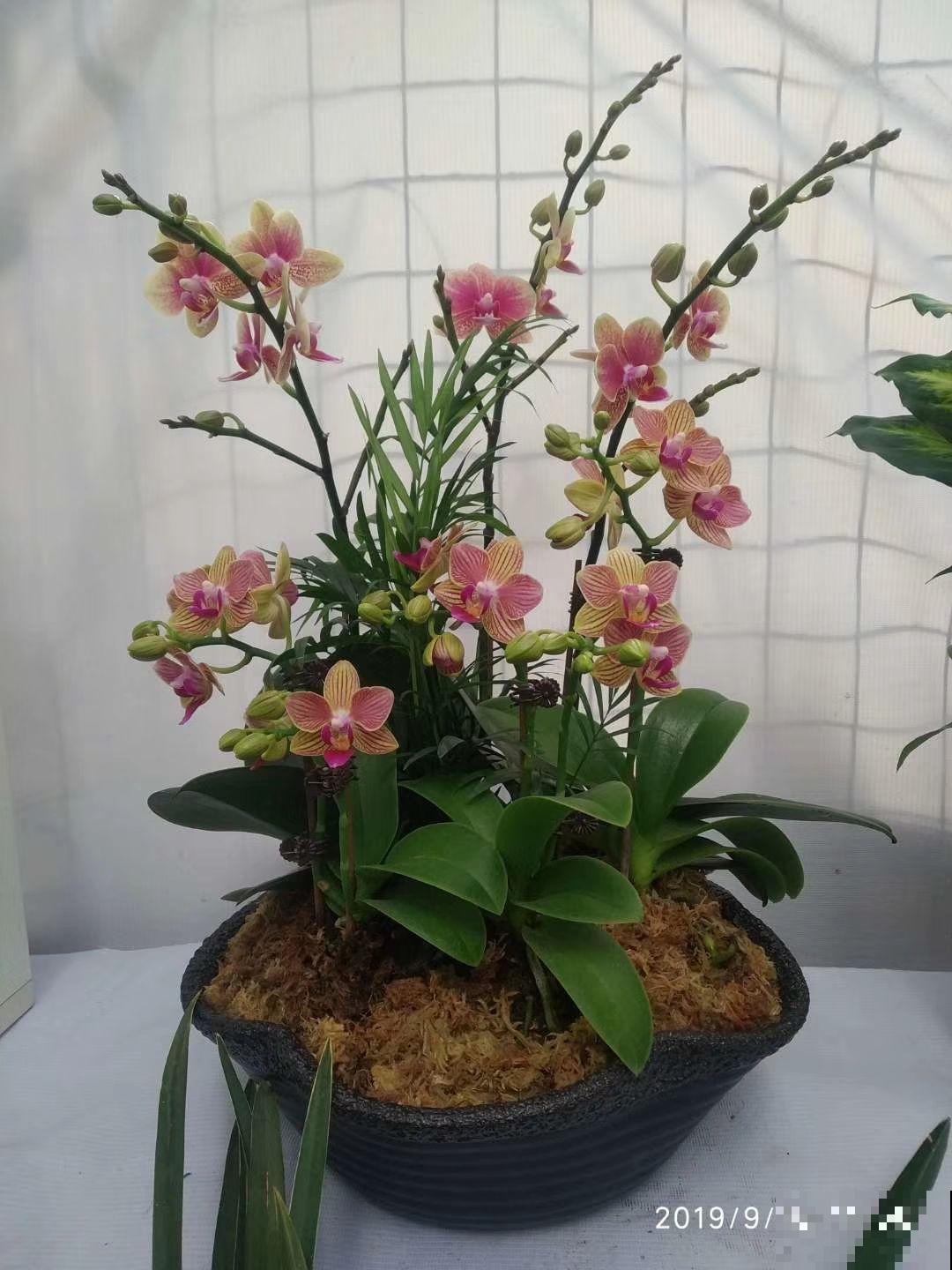 为什么卖花人的蝴蝶兰开的好？原来是这件事作用最大，赶紧学会！