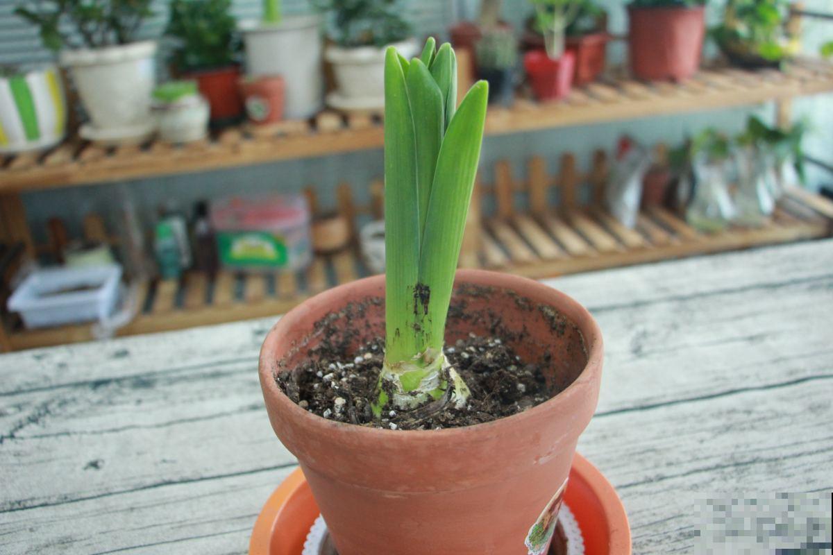 风信子养不好？一定是种植方法出了差错，从这方面补救，爆盆不难