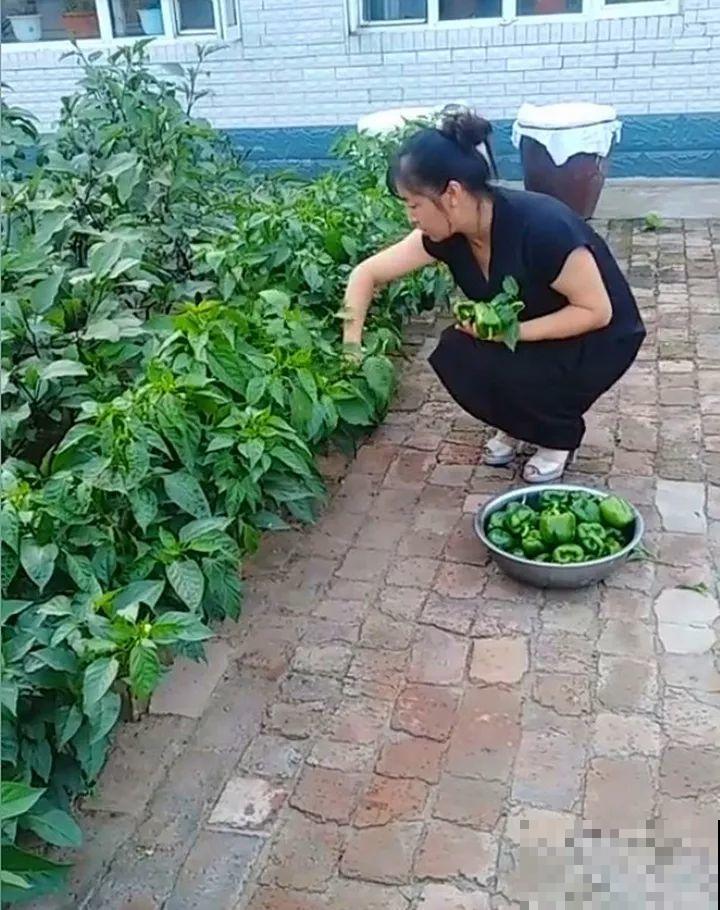 空荡荡的砖地,被她种了上百颗包菜,一年到头吃不完! 空荡荡的砖地,被她种了上百颗包菜,一年到头吃不完!