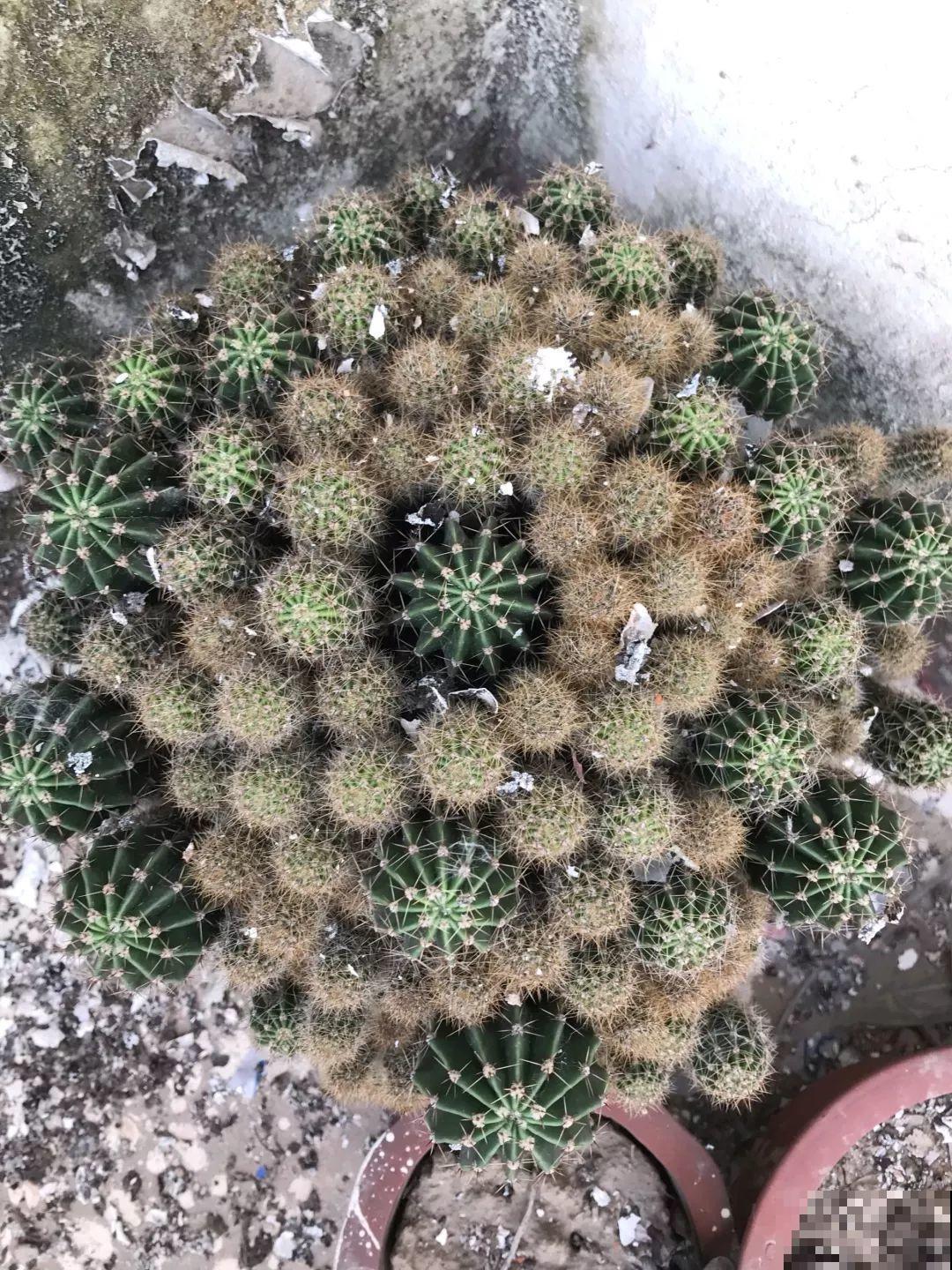这8种花，养养就成巨无霸，3个大汉都搬不动！