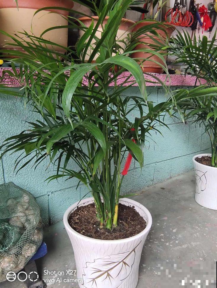 秋冬最好养的花，剪1根枝能插10盆，别再花钱买了！
