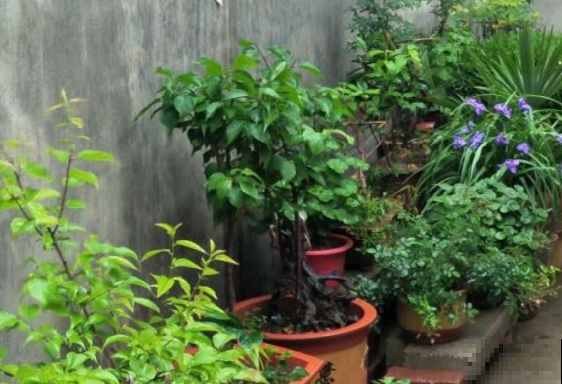 好想到他家去赏花，院子养的像花园，真美！