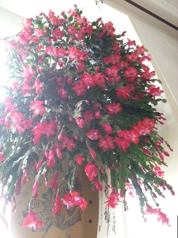 聪明人养花，只养这1种，连开200天，爆满一阳台！