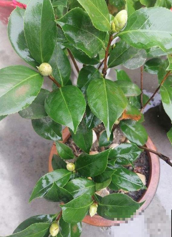 茶花叶子掉不停？4个原因，看看你中了哪一条！