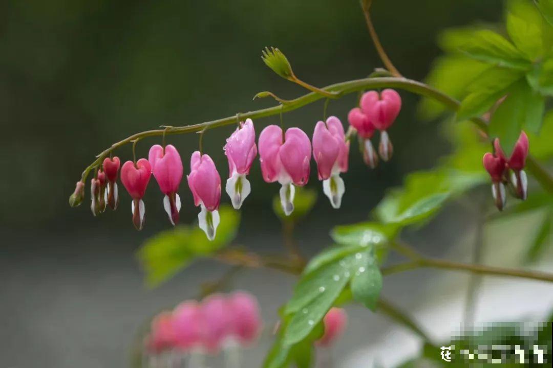 这花连开10个月，老妈非说是假花，幸好没拔！