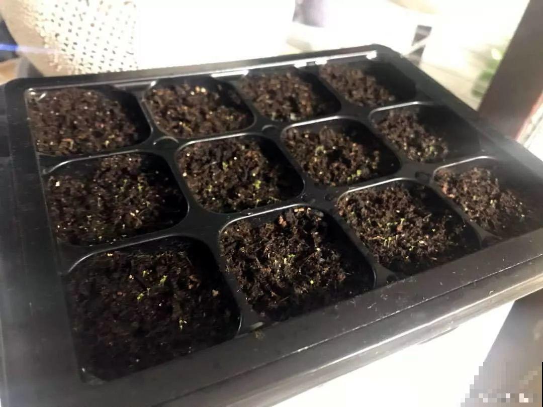 跟着他养多肉，年年不用买，结的种子撒土里就发芽！