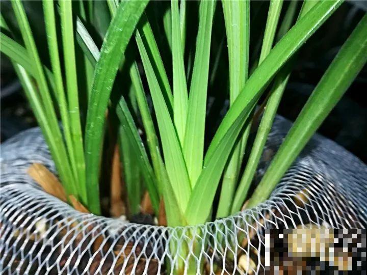 这6种花快施肥，根壮叶绿，还能提早开花！