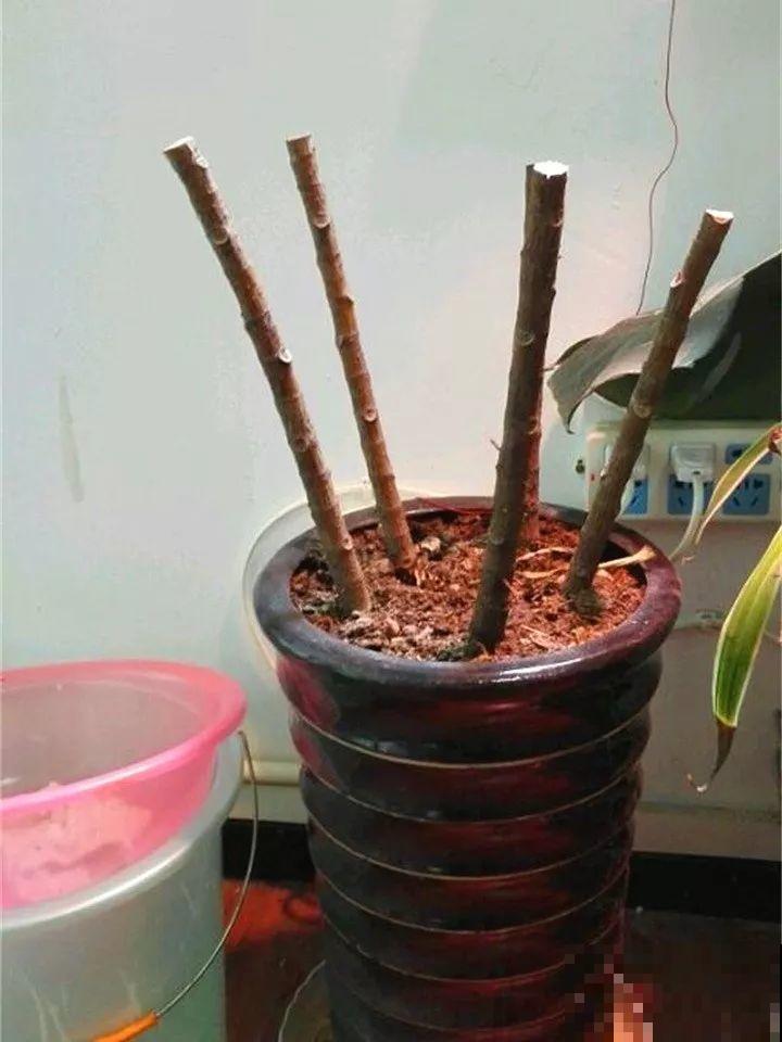 4种花狠心剃光头，剪完就能发新芽，蹭蹭长爆盆！