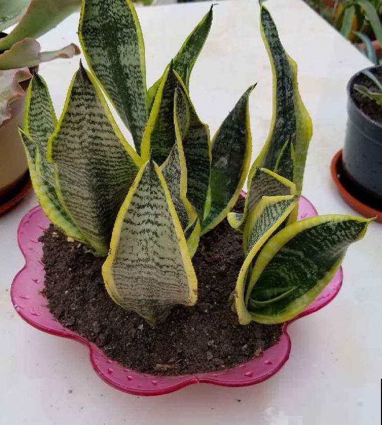 虎皮兰用什么肥？这玩意家家有，不花一分钱也能养壮实！