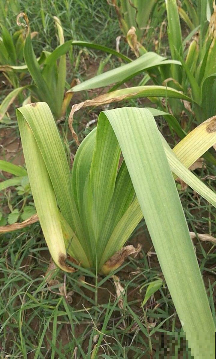 这野草根珍贵堪比金价，有缘人才能在野外碰见，近几年越来越少了