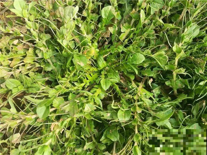 适合秋天种的15种蔬菜，泡沫箱里撒把籽，下个月就能吃！