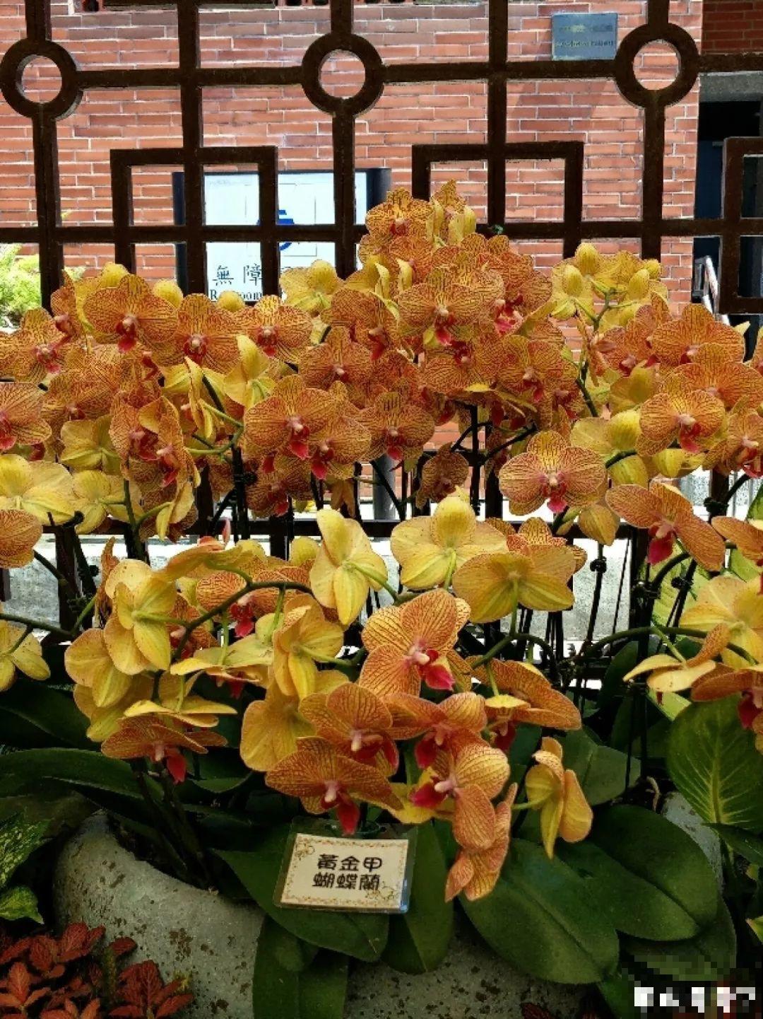 4种花爱长胡子，越多长越好，看到了可别瞎剪！