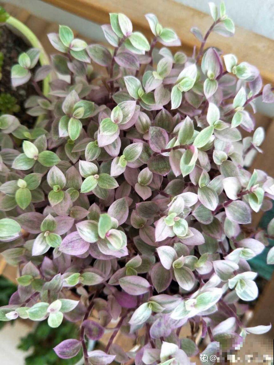 比绿萝好看的花，掐个枝3天就生根，越养越上瘾！