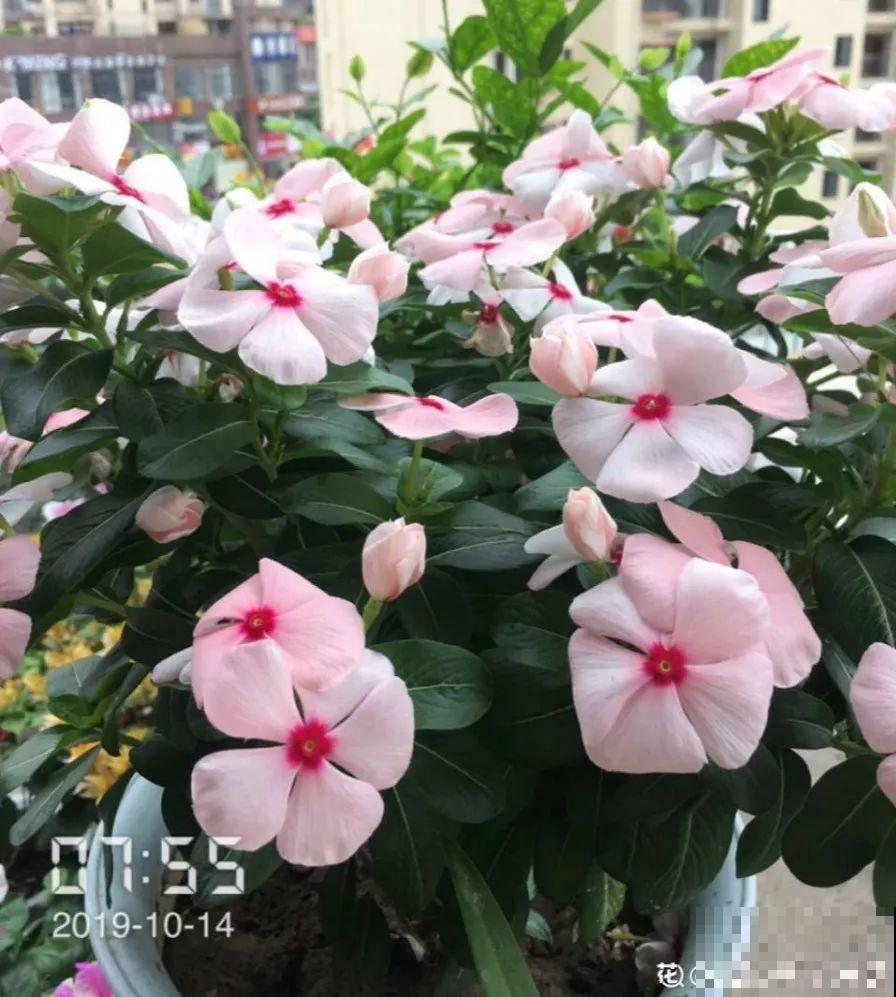 这花放阳台，能从冬天一直开到夏天，怎么都看不够！