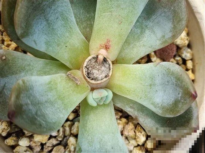 5种花不能长太高，越矮越值钱，一长高就得砍！