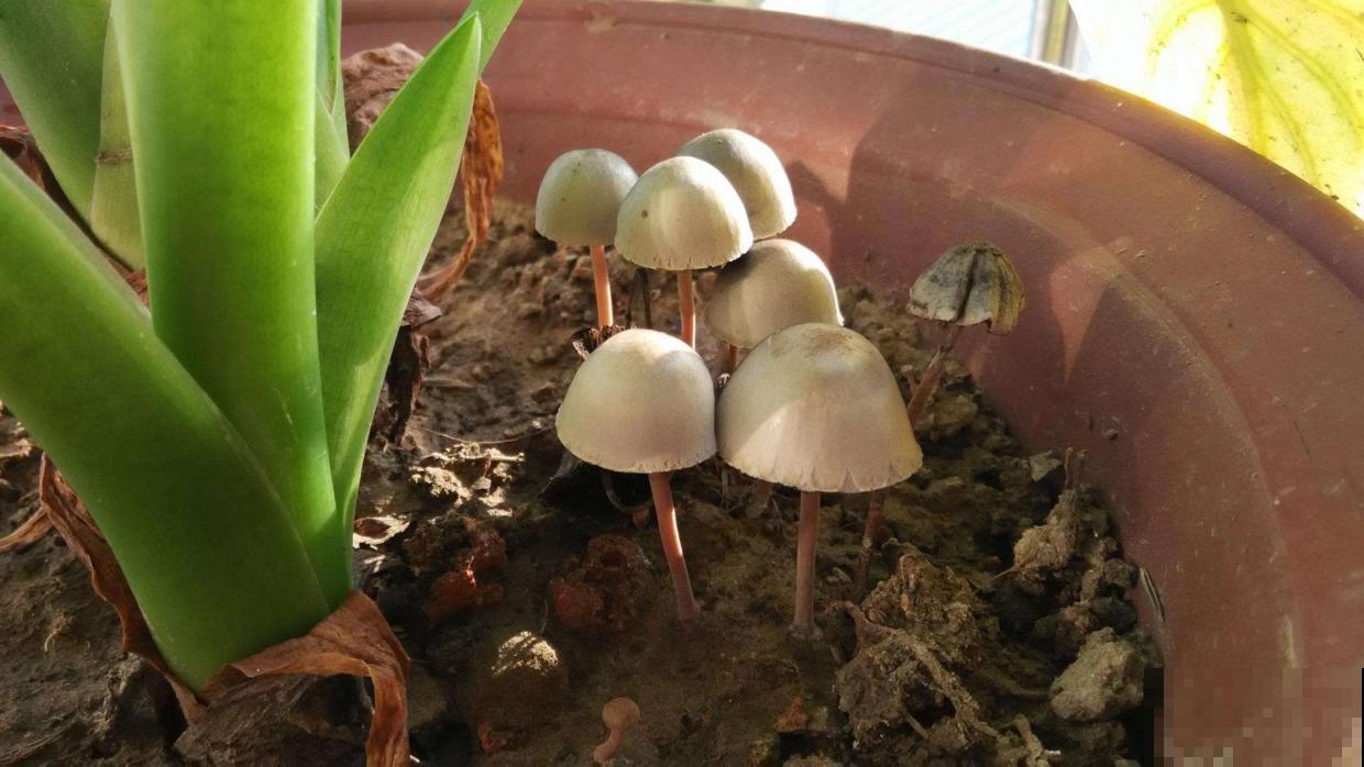 花盆里原来还能长蘑菇，小巧娇嫩萌化了，原来是它搞的鬼！