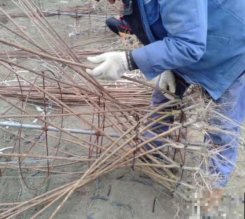 她家植物咋变身大花瓶？邻居见了惊声称奇，不惜花大价钱买走！