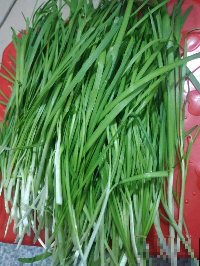 秋天韭菜细成线？赶紧换个方法，一周就能粗似手指！