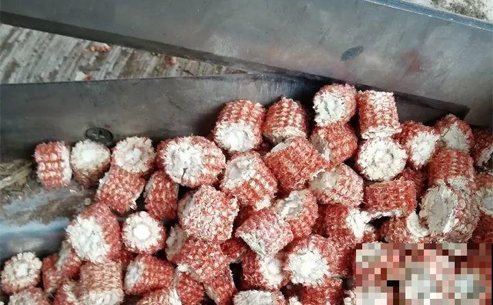 玉米棒子丢盆里，花吃了蹭蹭长，又省下肥料钱了！