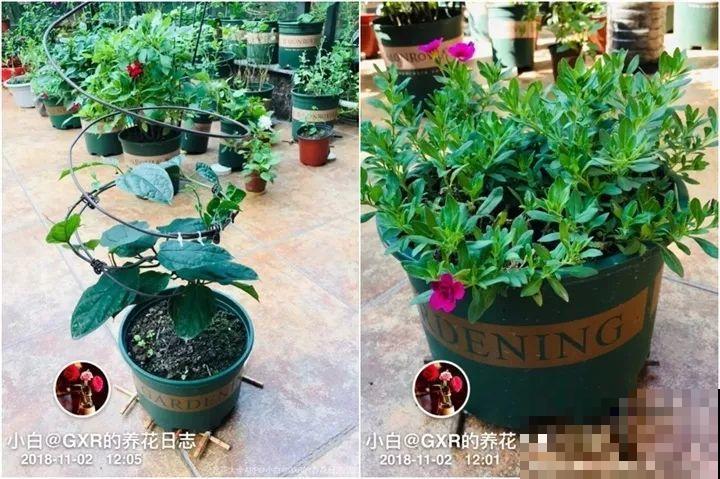旧筷子先别扔，这样绑一绑，拿来养花有大用处！