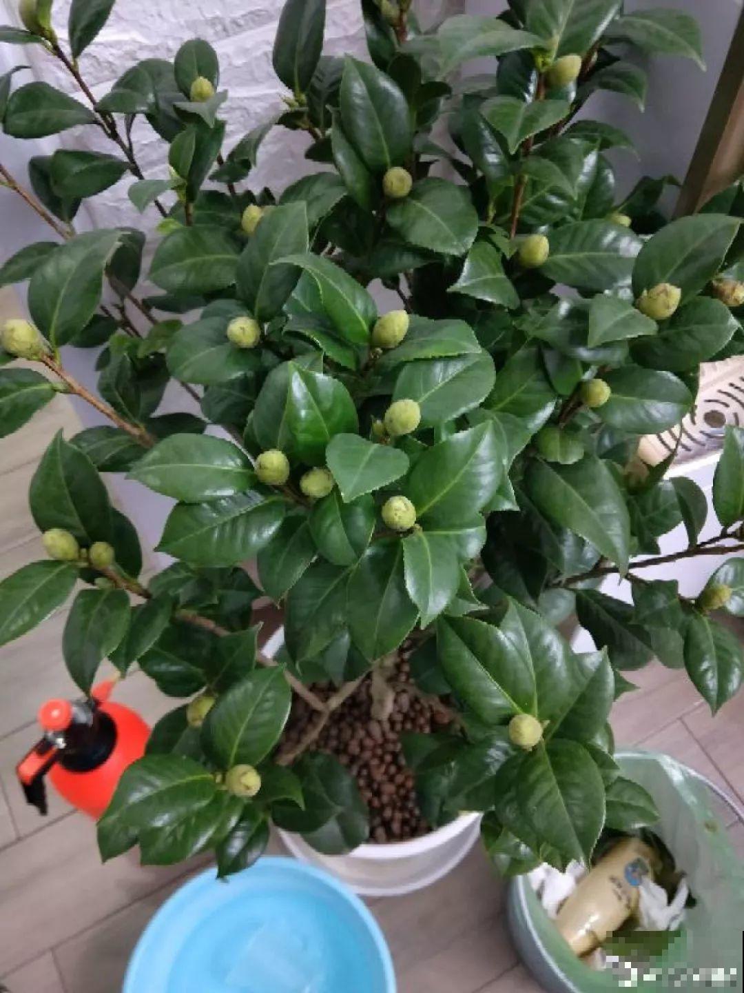 3种花爱吃油，秋天土里埋一勺，比施肥还管用！