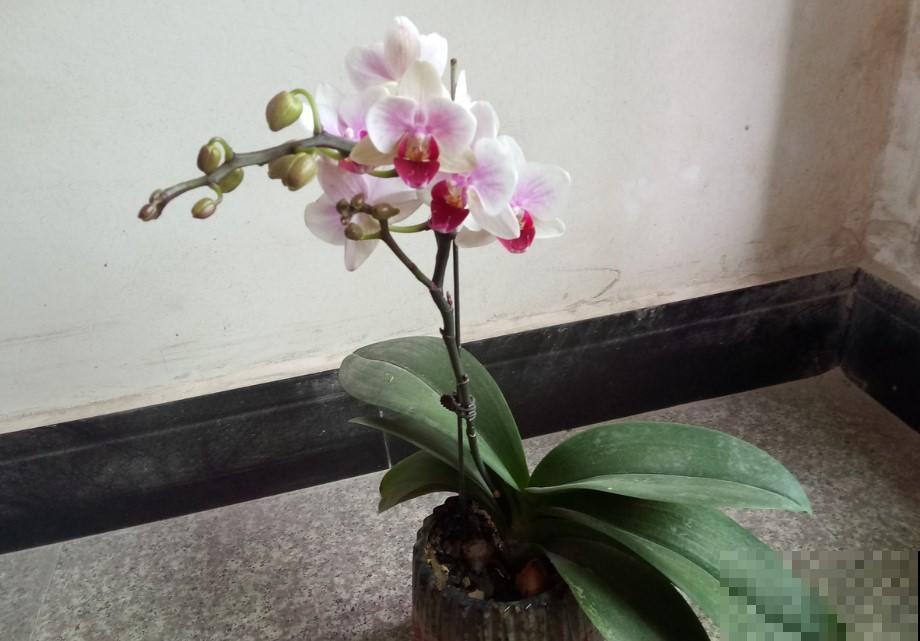 蝴蝶兰冬季养，注意这几点，不然来年不开花！