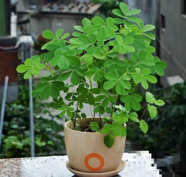 这花种子埋土里就发芽，差点以为是花生，满盆黄花贼亮眼！