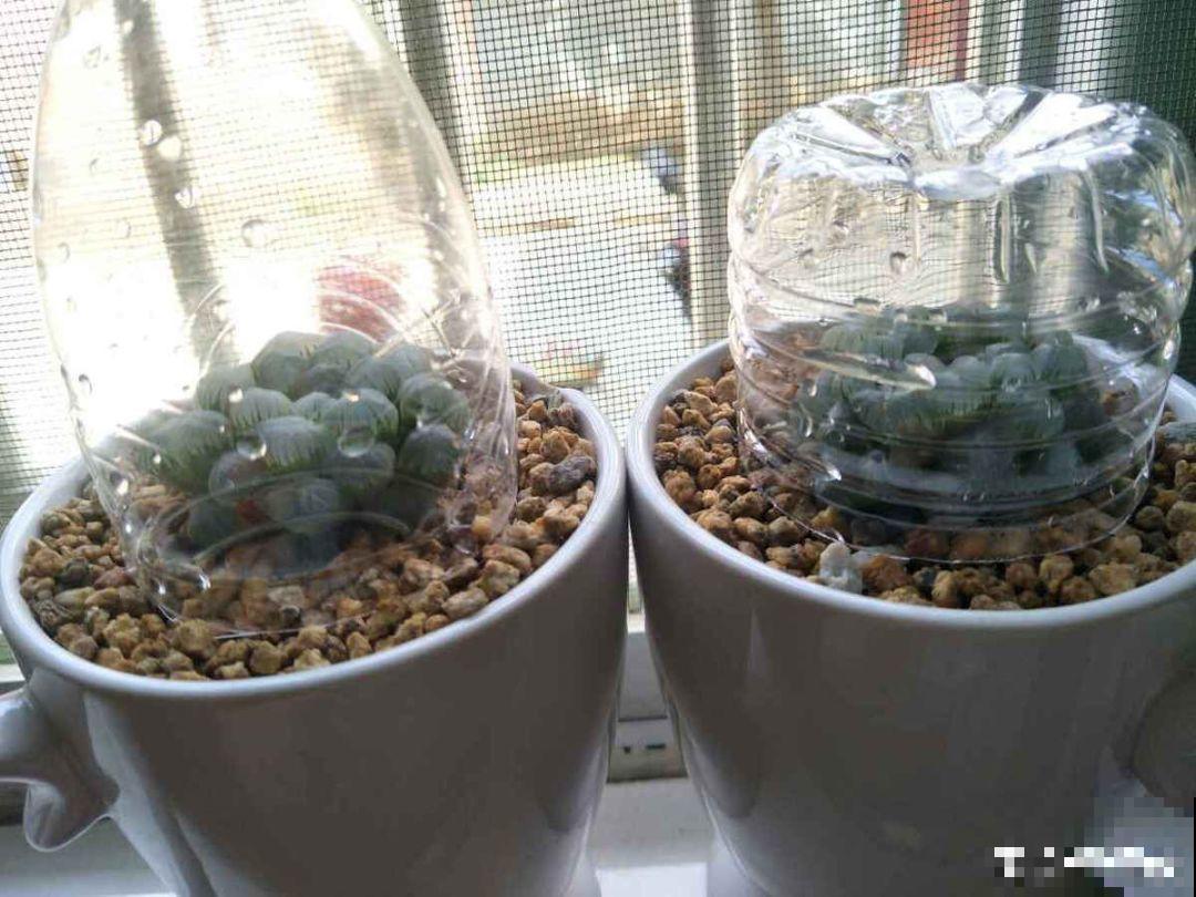 这花就得虐着养，套个袋子捂一捂，揭开立马冒花苞！