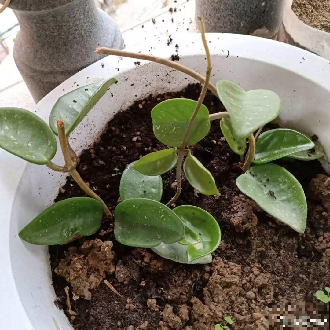 3种花，就得趁现在扦插，再晚就不生根了！