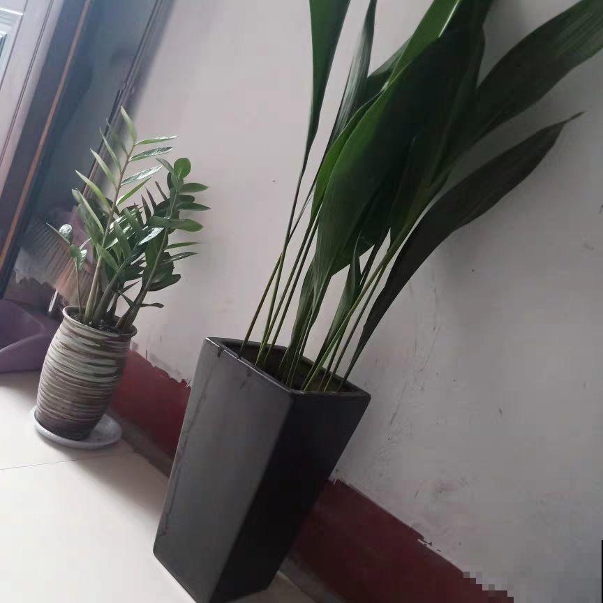 平时丑到没人看得花，一开花就惊艳，长得像只小蜘蛛！