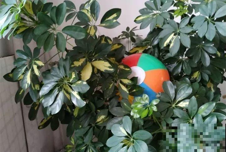 40种常见花，冬天就这么养，叶子绿油油照开不误！