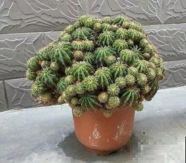 养这3种花真挣钱，今年种1棵，明年能收获一麻袋！